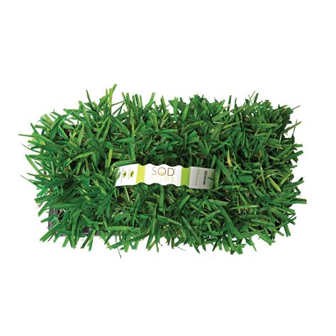 Floratam St Augustine Grass Plugs | Seed World