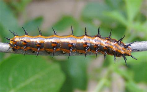 Gulf Fritillary Caterpillar - What's That Bug?