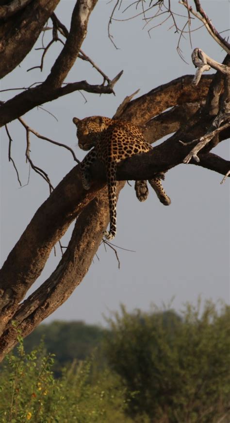 Leopard in a tree | Botswana, Safari, National parks