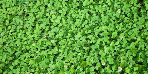 When to sow clover seeds UK