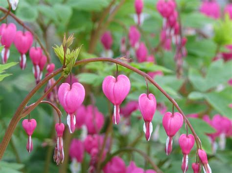 The Bleeding Heart Plant: An Essential Growing Guide - Garden and Happy