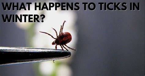 What Happens To Ticks In Winter? – Stop Ticks