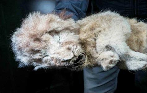 Uniquely Preserved Cave Lion Cubs: Stunning Photos and Secrets Revealed | Ancient Origins