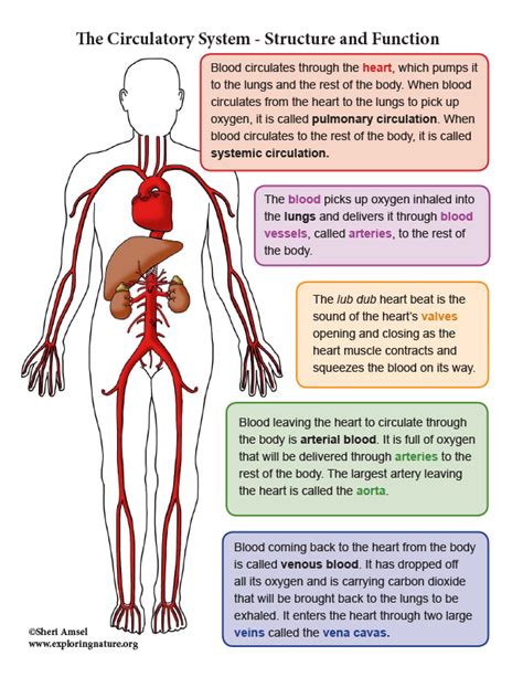 Circulatory System Worksheets 3rd Grade