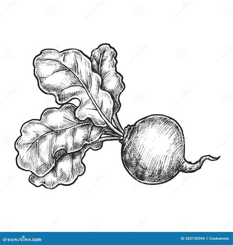 Realistic Sketch of Beetroot. Vector Linear Image Stock Vector - Illustration of diet ...