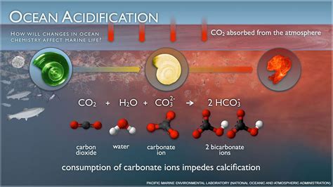 Ocean Acidification - Point Reyes National Seashore (U.S. National Park Service)