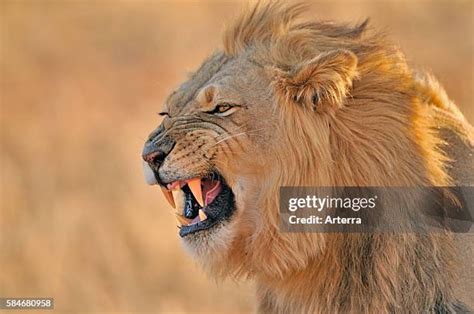 91 Lion Showing Teeth Stock Photos, High-Res Pictures, and Images - Getty Images