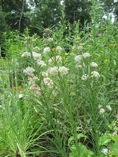 some white flowers and green plants in the grass