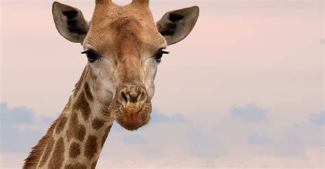 Close-Up Photography of Giraffe · Free Stock Photo