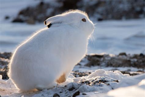 Lovely Tundra Animals – The Canadian animal Arctic Life - Travel your ...