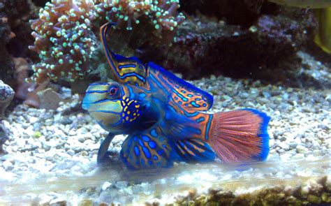 Coolest reef safe fish | Page 3 | REEF2REEF Saltwater and Reef Aquarium ...