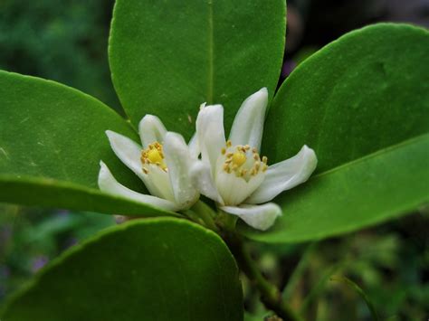 Ornamental Orange Blossoms Free Stock Photo - Public Domain Pictures