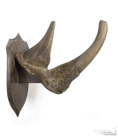 White Rhinoceros Horns | AfricaHunting.com