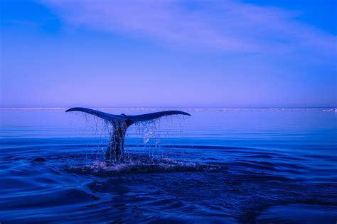 humpback whale 4k HD Wallpaper