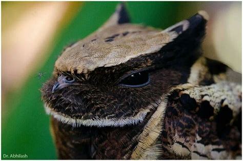 Great eared nightjar | Interesting animals, Weird animals, Animals ...