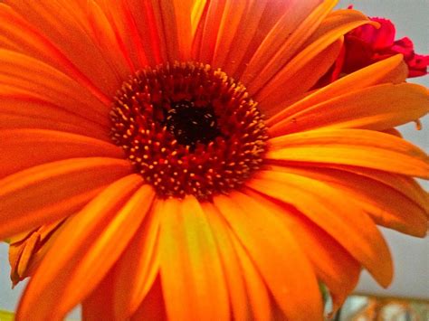 Big Orange Flower | Flickr - Photo Sharing!