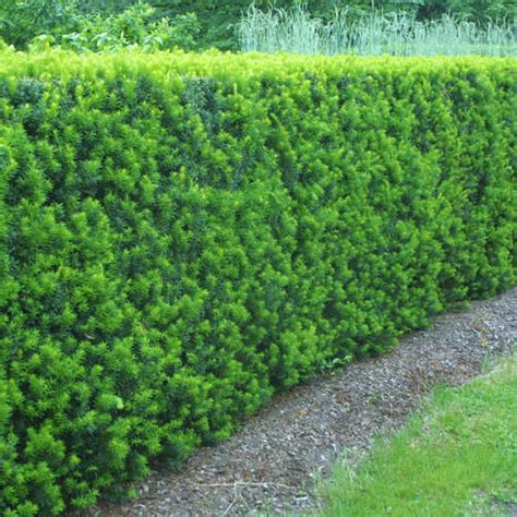 Buy Hicksii Yew Hedge Plants | Hicksii Yew Hedging | Taxus Media Hicksii