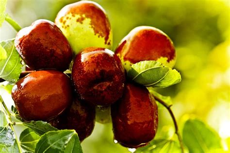 Tamar, an End to Bitterness | Jujube fruit, Healthy fruits, Fruit