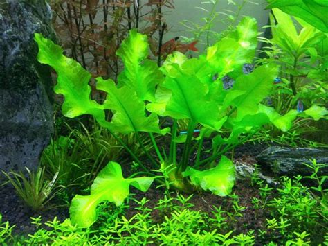 Nuphar japonica «Spatterdock» – Diapteron Shop