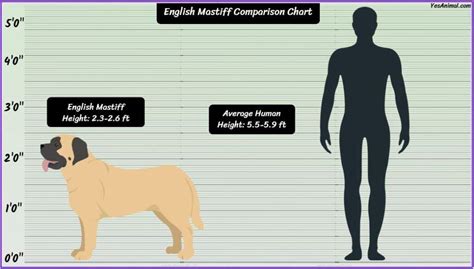 English Mastiff Size: How Big Are They Compared To Others?