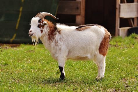 Free photo: Billy Goat, Goats, Animal, Farm - Free Image on Pixabay ...