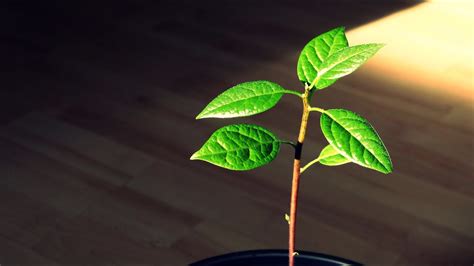 Pruning an indoor Avocado Tree - YouTube