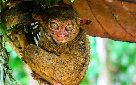 Experience Bohol: Tarsier Conservation Area | Miked's Travel PH