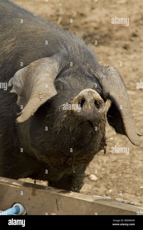 Large Black Pig Stock Photo - Alamy