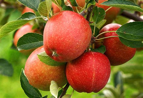 Apple tree - planting, pruning, varieties, care and diseases