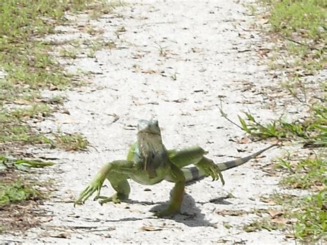 Very Funny All Wallpaper: Funny Iguana pictures