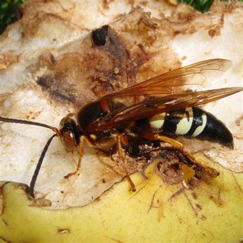 Eastern Cicada-killer Wasp (Sphecius speciosus) - Insects of Iowa