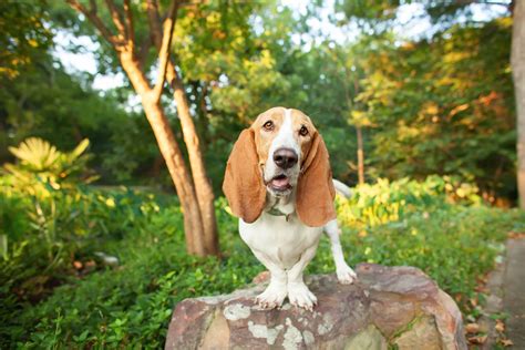 Basset Hound: Dog Breed Characteristics & Care