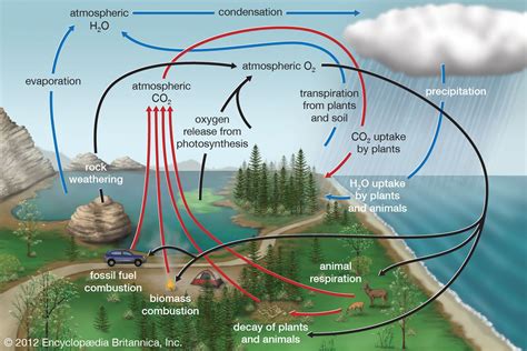 Biogeochemical Cycle - Biology Simple