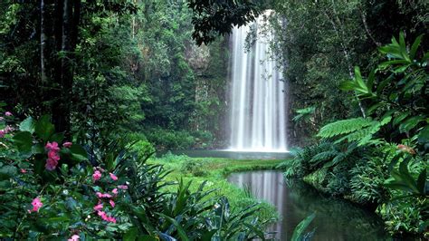 Download Bush Jungle Thicket Nature Waterfall HD Wallpaper