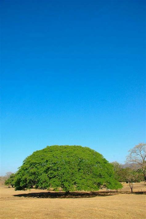 Arbol de Guanacaste | Unique trees, English oak tree, Nature desktop ...