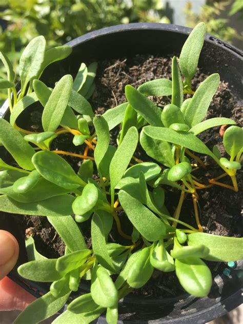 Growing and harvesting beetroot - Makergardener