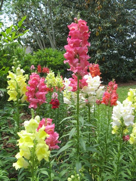 Tips To Care Snapdragon Outdoor Plants | Snapdragon flowers, Flower ...