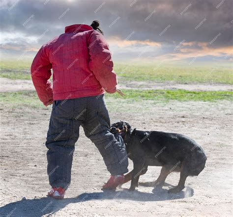 Premium Photo | Training of rottweiler