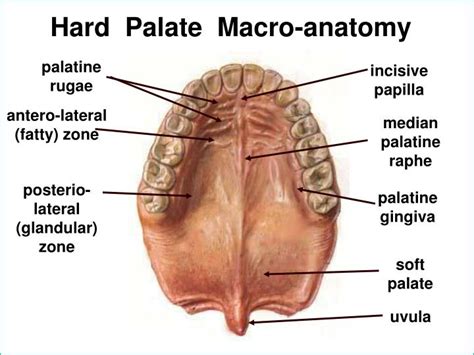 PPT - Oral Mucosa PowerPoint Presentation - ID:3729500