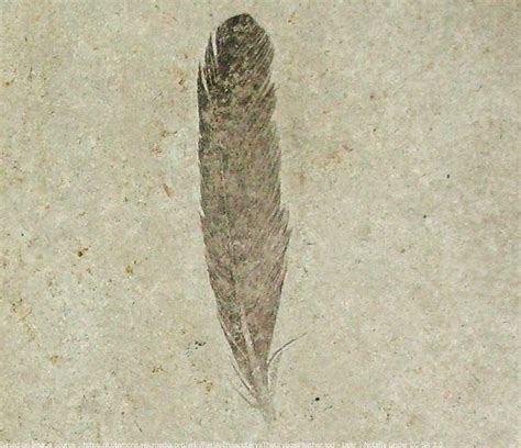 First archaeopteryx feather fossil from Solnhofen