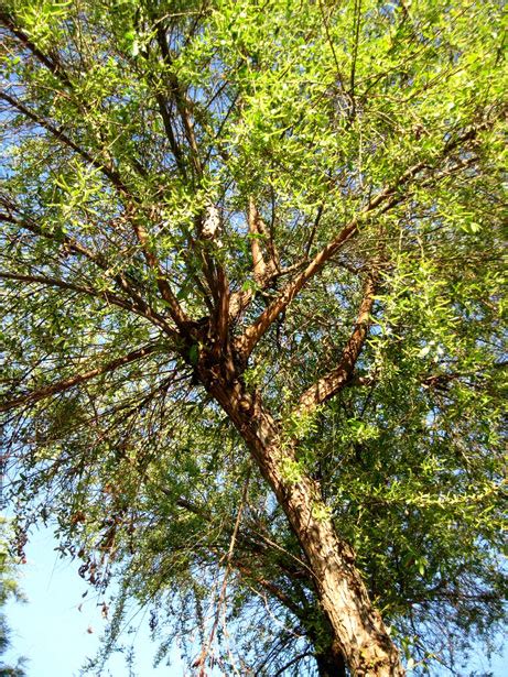 Red Willow From Below Free Stock Photo - Public Domain Pictures