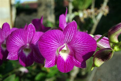 Download Nature Purple Flower Flower Orchid 4k Ultra HD Wallpaper