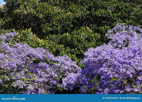 Purple Jacaranda Tree Flowers in Late Spring Stock Image - Image of ...