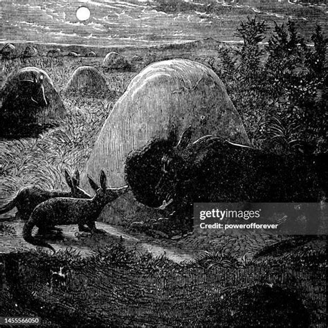 Aardvark Burrow Photos and Premium High Res Pictures - Getty Images