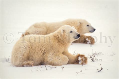 Polar Bear Cubs – Tom Murphy Photography