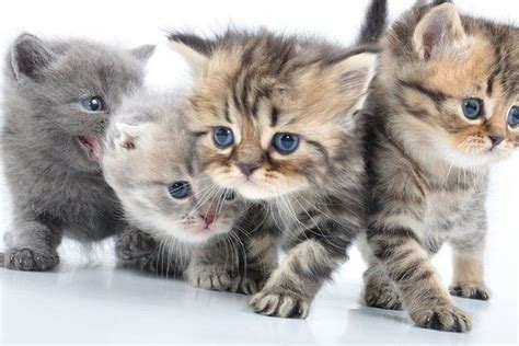 If These Cute Cats Don't Make You Smile You Might Be Legally Insane - Funny Or Die