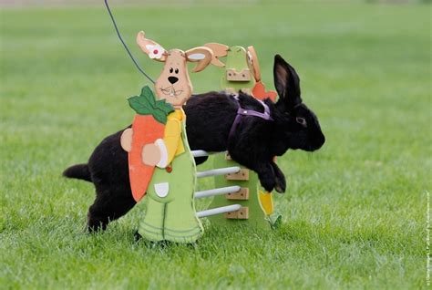 Rommerz Rabbit Hopping Competition in Germany | Amusing Planet