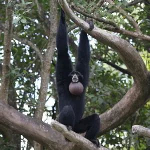 Siamang Gibbon - Facts, Diet, Habitat & Pictures on Animalia.bio