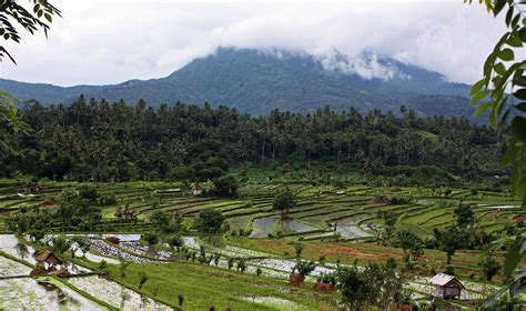 The emerald green Sawahs of Bali – silver-travellers.com