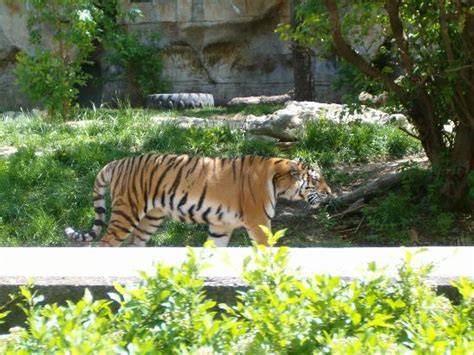 St Louis Zoo Parking Tips | semashow.com